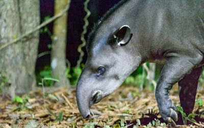 Grandes mamíferos do Cerrado precisam de mais áreas protegidas