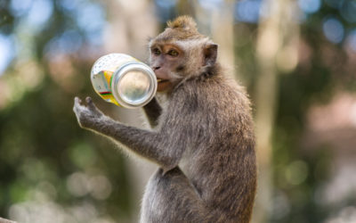 Pega ladrão! Dona Claudine e os macacos de Bali