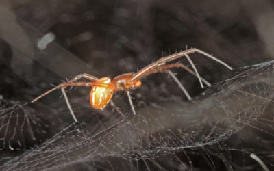Comportamento paternal inédito entre aranhas é descrito em espécie existente no Brasil