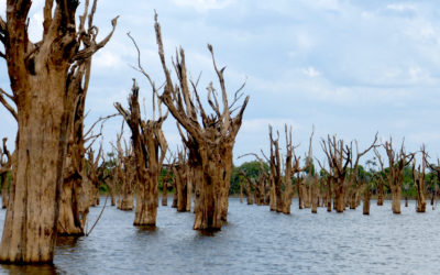 Amazonas: hidrelétrica de Balbina está matando florestas inundáveis