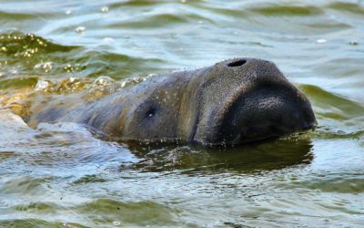 Separação entre Amazônia e Caribe há 6,5 milhões de anos ajudou a formar atuais espécies de peixe-boi