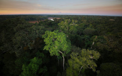 Com dados coletados por 30 anos, estudo analisa morte de árvores na Amazônia