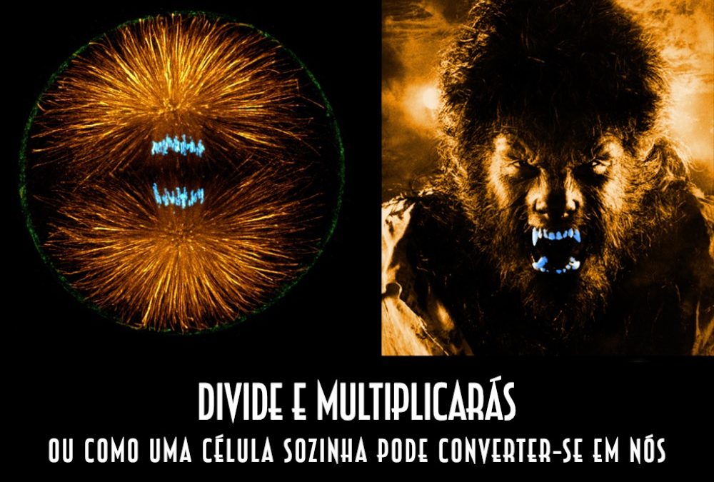 Ciência Monstruosa: divide e multiplicarás