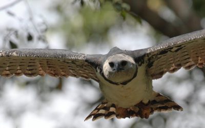 Harpias famintas nas bordas da Amazônia