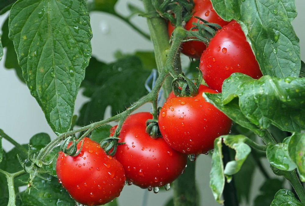 Tomates avisam ao tomateiro que estão sendo atacados