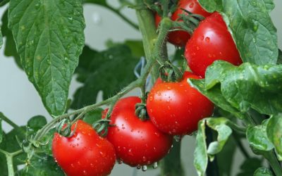 Tomates avisam ao tomateiro que estão sendo atacados