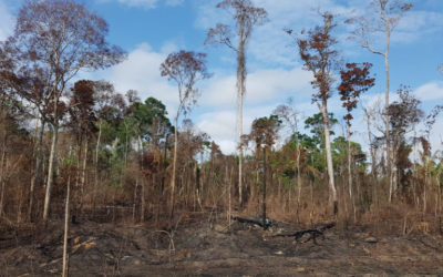 El Niño provocou morte de 2,5 bilhões de árvores em área do Baixo Tapajós