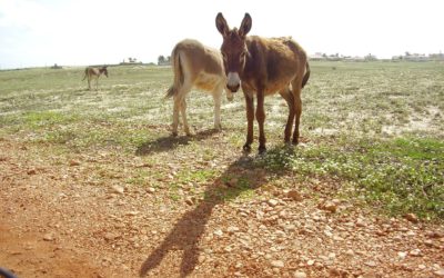 Aumento de 8.000% no abate de jumentos põe espécie em rota de extinção, alertam pesquisadores