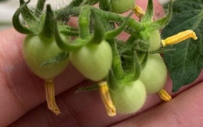 Startup produz em tomate molécula para o tratamento de colesterol ruim