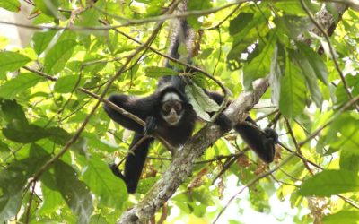 Incêndios na Amazônia já impactaram mais de 90% de suas espécies de animais e plantas