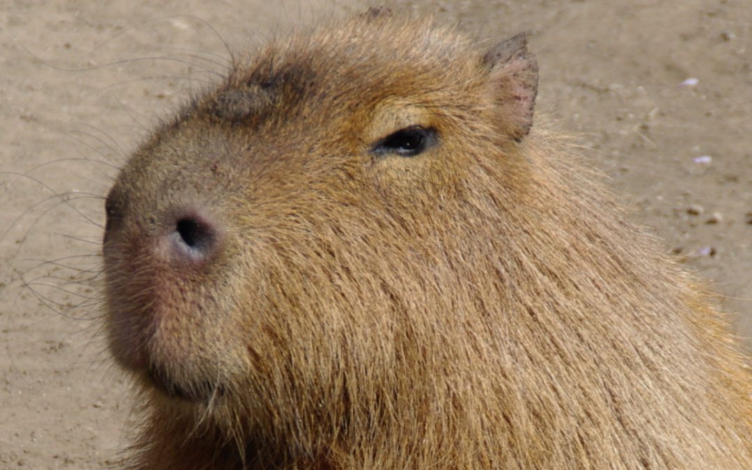 O contra-ataque das capivaras argentinas!