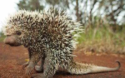 Pesquisadores reclassificam espécies de porco-espinho, e uma delas pode estar em extinção