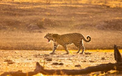 Turismo pode ser aliado da preservação da onça-pintada no Pantanal