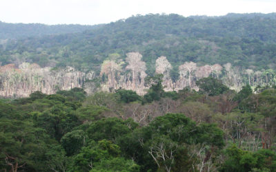 Secas frequentes afetam capacidade de recuperação da Amazônia, alerta estudo