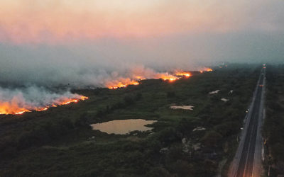 Pantanal: animais mortos em incêndios de 2020 foram quase 17 milhões, segundo estudo