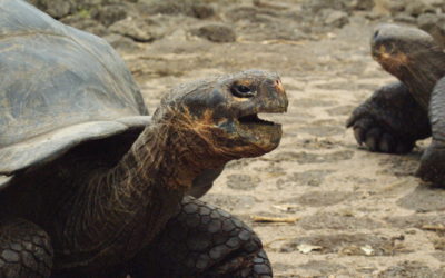 Claudine e as tartarugas de Galápagos