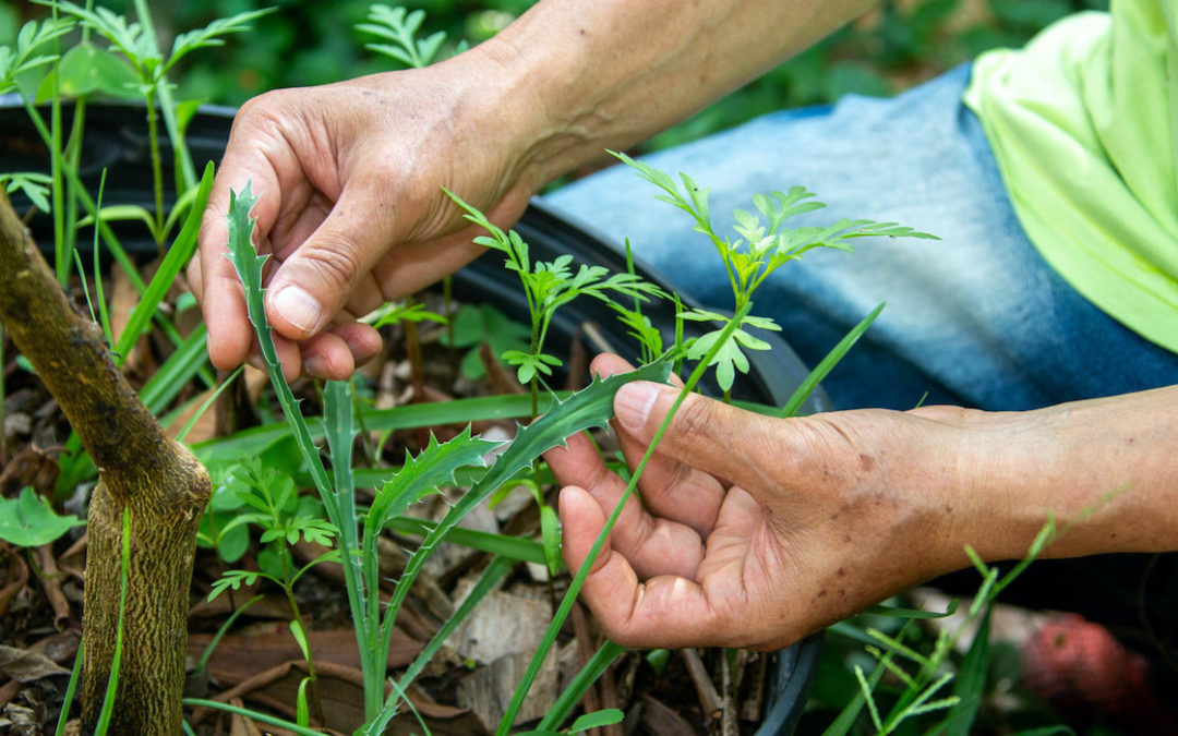Para além do plantar e colher: hortas urbanas em São Paulo estimulam consciência política