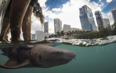 Tubarões de Miami têm mais gordura acumulada que animais de áreas conservadas, indica estudo