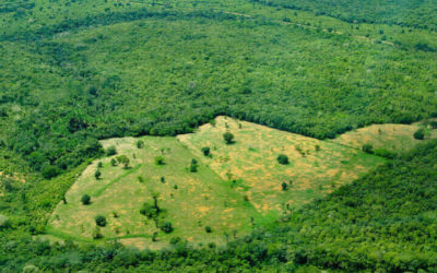Cadastro Ambiental Rural facilita grilagem de terras públicas na Amazônia
