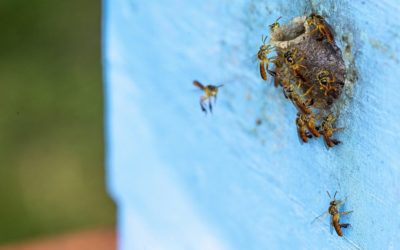 Pesquisa revela biopirataria digital como ameaça à conservação de abelhas brasileiras