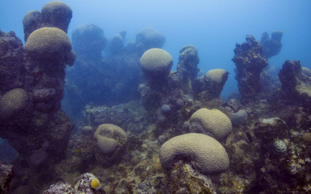 Carta náutica do século XIX revela perda de até 49% dos recifes em região da Bahia