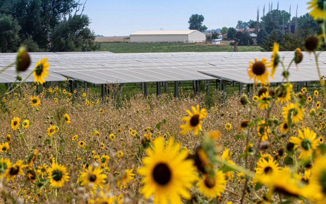 Sistema que combina produção de energia e de alimentos pode ajudar famílias no semiárido