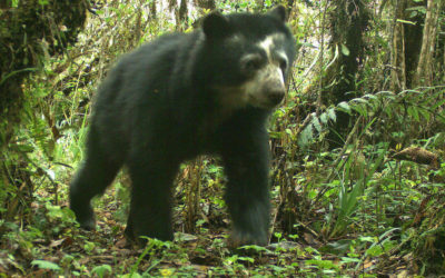 Pesquisadores criam o maior banco de fotografias da fauna amazônica