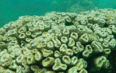 Pesquisa aponta que aquecimento global causou preocupante mortandade de corais em Alagoas
