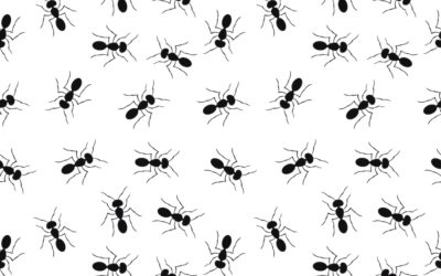 Dona Claudine e os drones contra as formigas