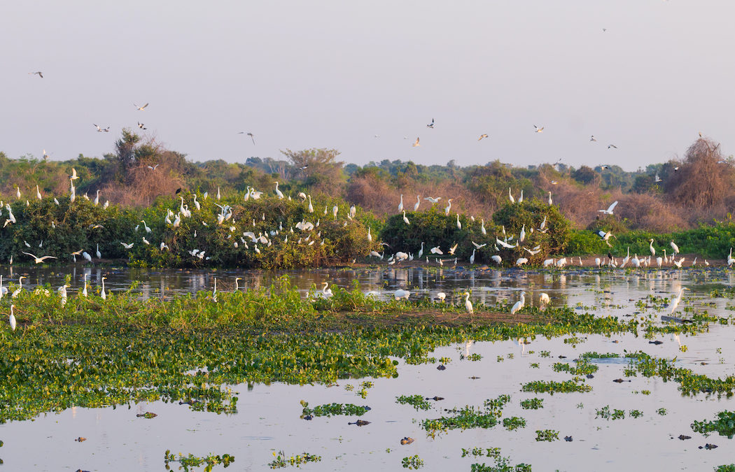 Deputados aprovam projeto que libera uso de áreas protegidas no Pantanal mato-grossense