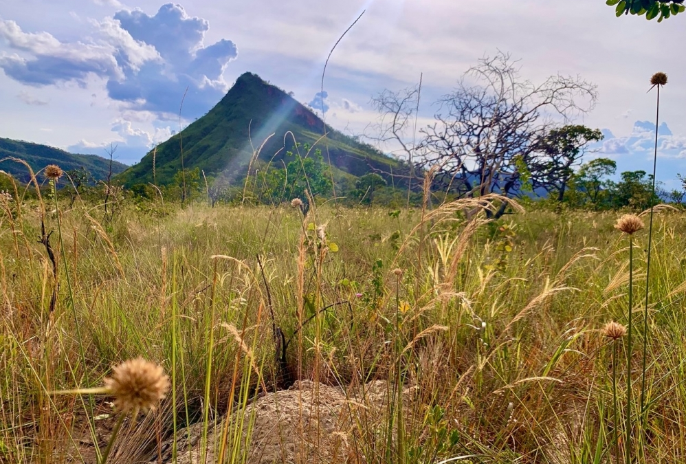 Plantio indiscriminado de árvores descaracteriza savanas em vez de restaurá-las, alertam cientistas