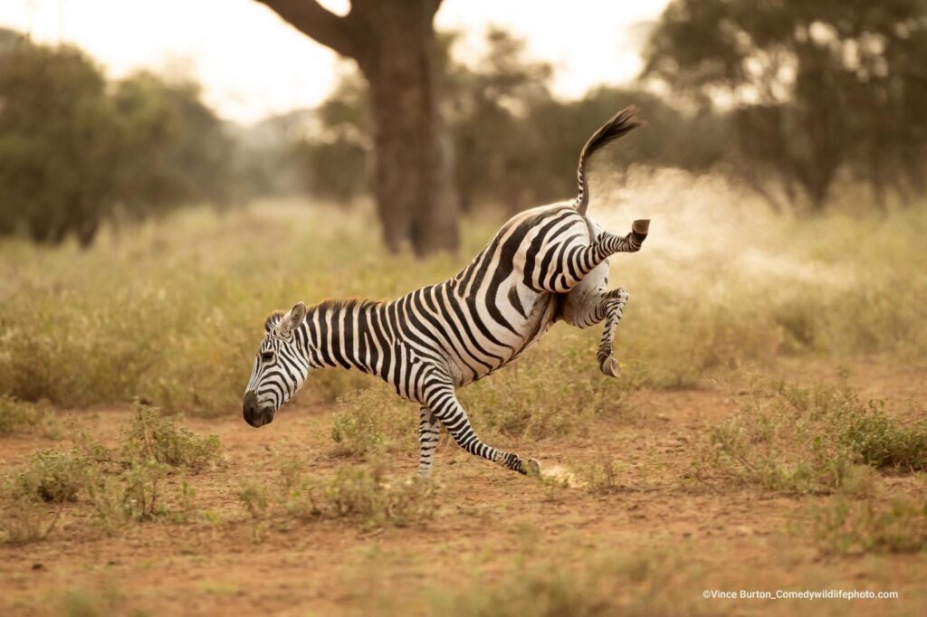 animal zebra dá coice e levanta poeira, parece ter gases. 