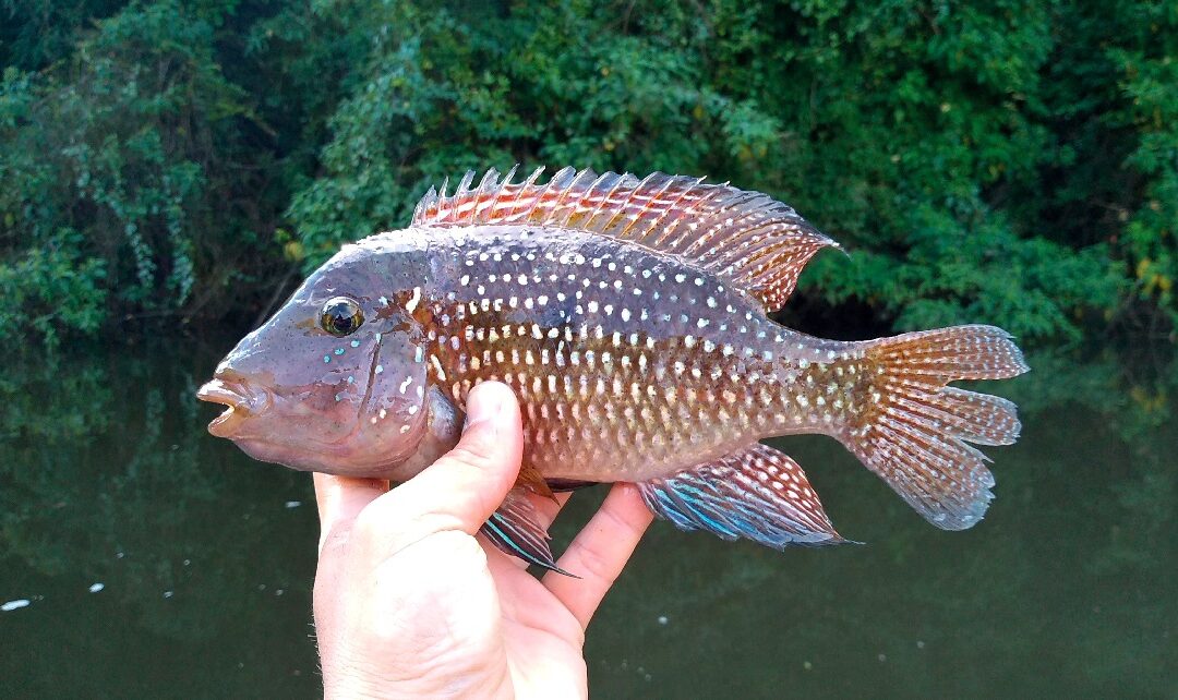 A origem da megadiversidade de peixes da América do Sul