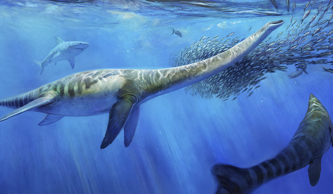 Fóssil marinho reforça ideia de antigo oceano no Oriente Médio