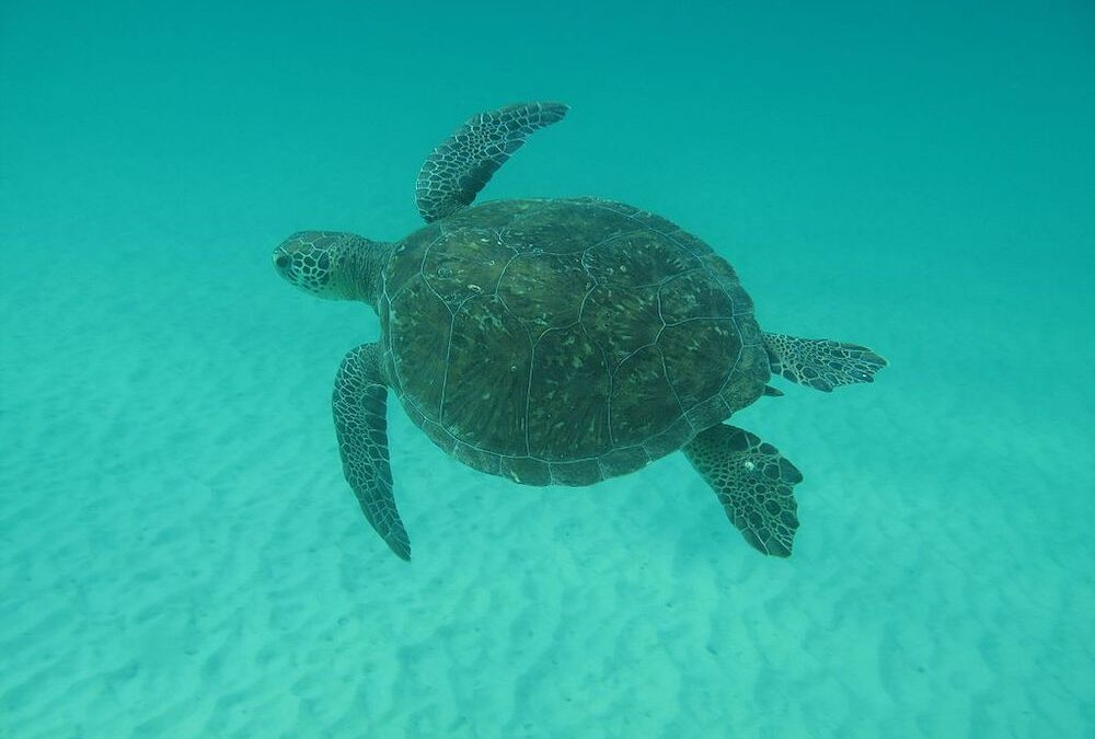 Quase 70% das tartarugas encalhadas no litoral do RJ ingeriram detritos de origem humana, como plásticos