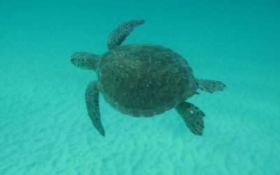 Quase 70% das tartarugas encalhadas no litoral do RJ ingeriram detritos de origem humana, como plásticos