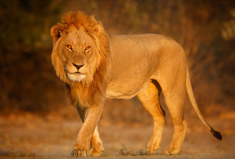 O mercado e a isenção do IR