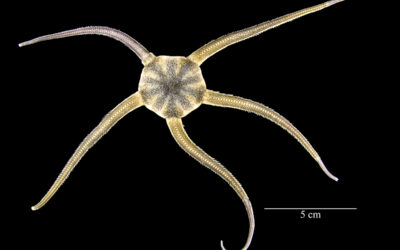 Animais marinhos ingerem microplástico na Antártida desde os anos 1980, segundo estudo