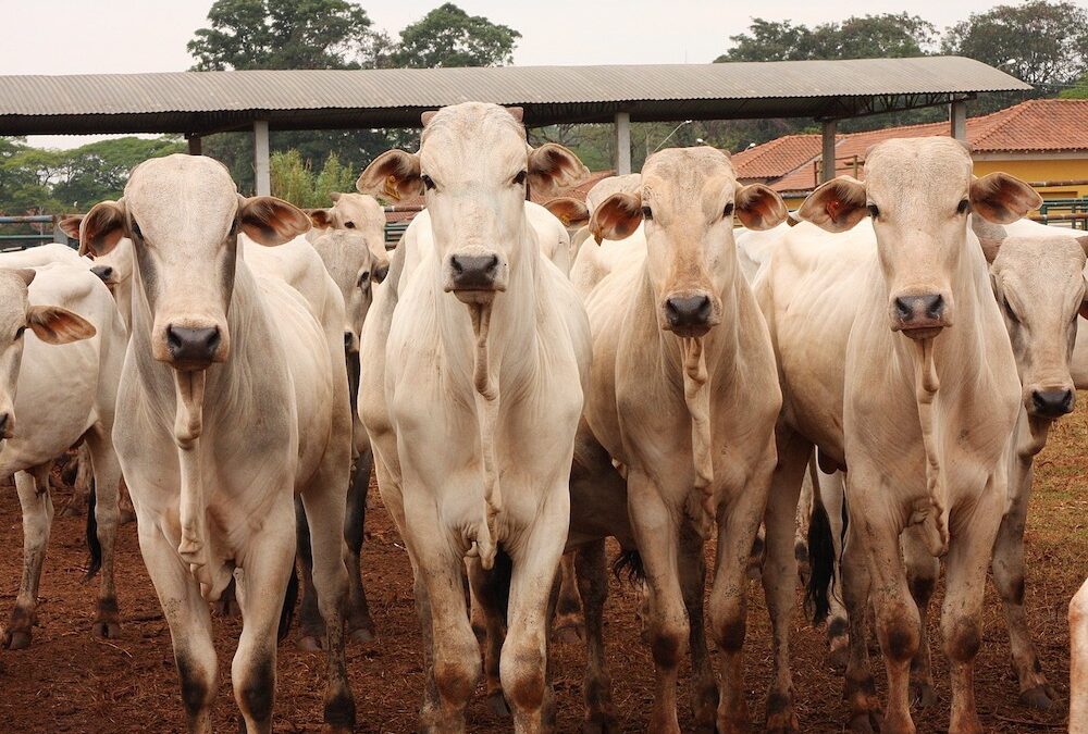 Produção de carne bovina emite mais do que o dobro do limite das metas de gases de efeito estufa