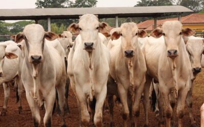 Produção de carne bovina emite mais do que o dobro do limite das metas de gases de efeito estufa