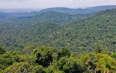 Estudo mensura valores da Amazônia em pé; 42% das espécies de plantas são utilizadas por comunidades tradicionais