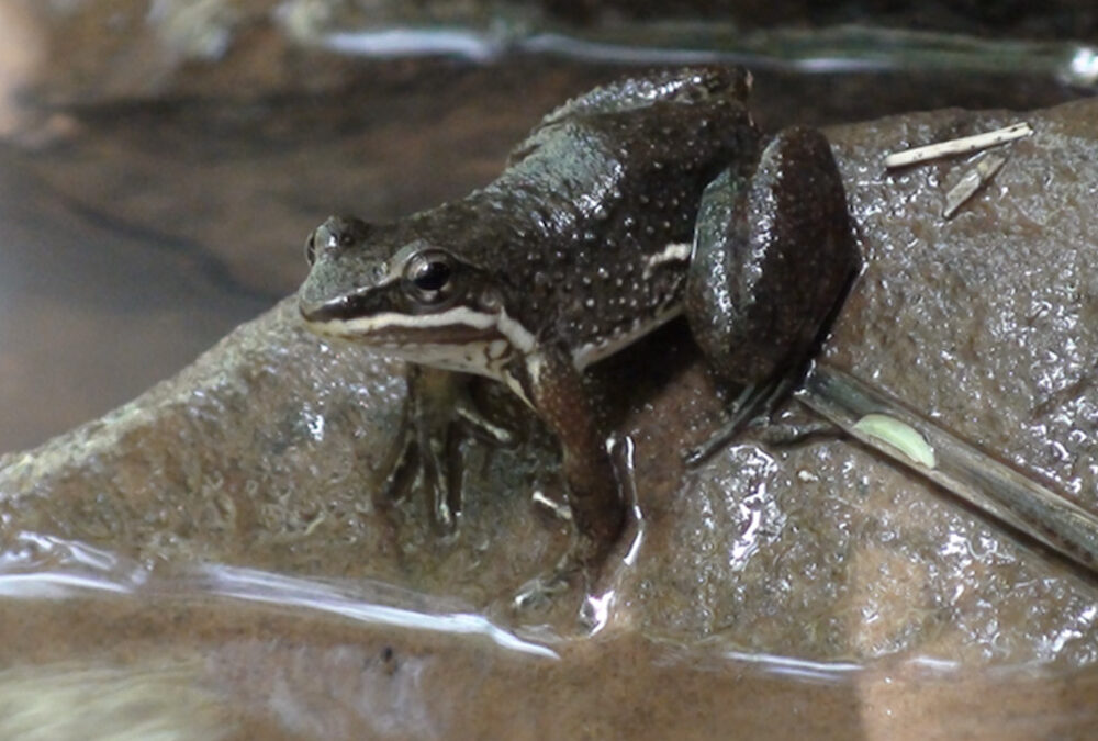 Fêmeas também cantam: a bioacústica da outra metade dos sapos