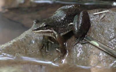 Fêmeas também cantam: a bioacústica da outra metade dos sapos
