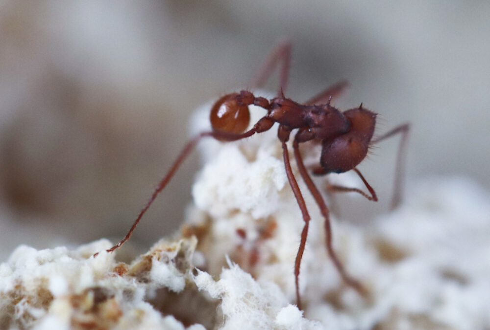 Fungo ‘parasita’ teria surgido 18 milhões de anos antes de formigas com as quais vive hoje