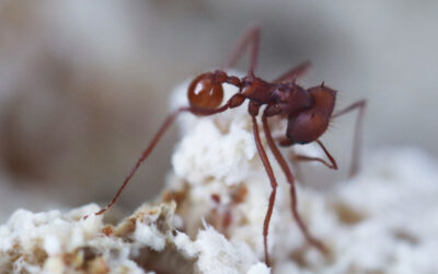 Fungo ‘parasita’ teria surgido 18 milhões de anos antes de formigas com as quais vive hoje