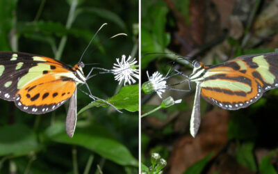 Rearranjos genéticos estimulam diversificação de borboletas