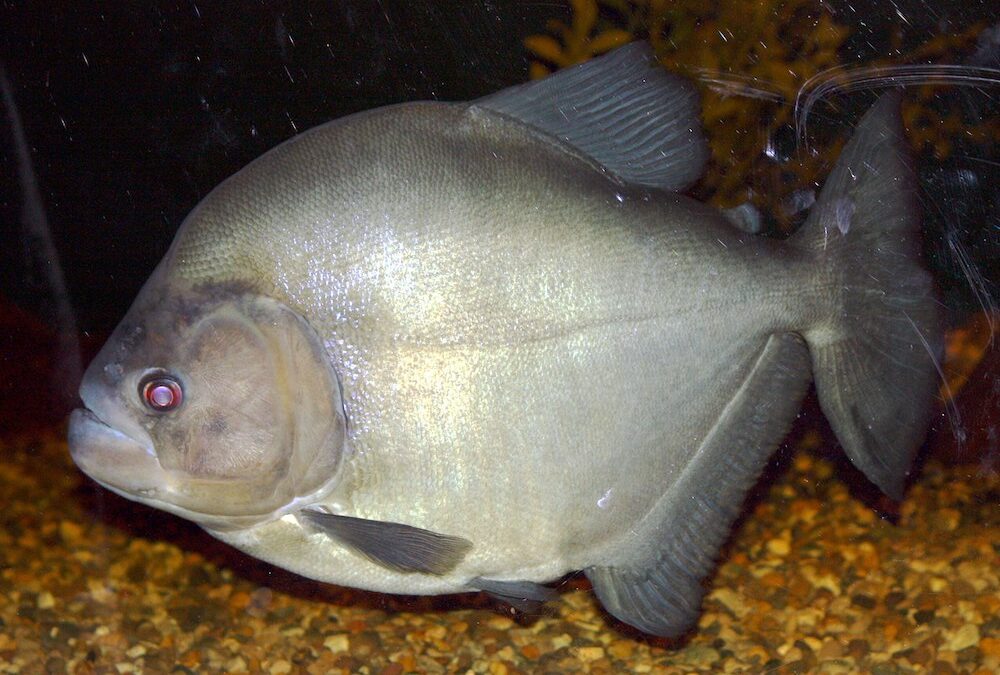 Má fama das piranhas se dá por falsos especialistas e manchetes exageradas