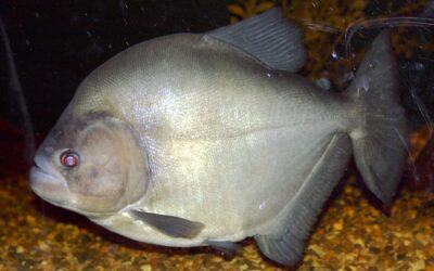 Má fama das piranhas se dá por falsos especialistas e manchetes exageradas