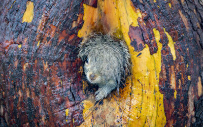 Prêmio Comedy Wildlife divulga finalistas de 2025