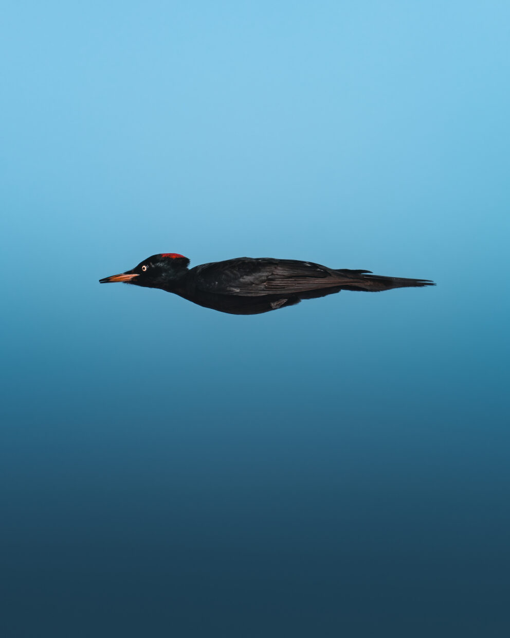 Enquadrado perfeitamente de lado, um pica-pau-preto com as asas coladas no corpo voa da direita para a esquerda do quadro, com o céu azul ao fundo. Seu bico é amarelo e ele possui uma crista vermelha. 